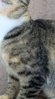 Ada Lovelace – Katze, Weibchen, 1 Jahr 1 Monat, 39576 Stendal – Foto 4