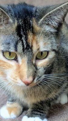 Ada Lovelace – Katze, Weibchen, 1 Jahr 1 Monat, 39576 Stendal – Foto 5