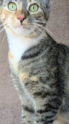 Ada Lovelace – Katze, Weibchen, 1 Jahr 1 Monat, 39576 Stendal – Foto 6