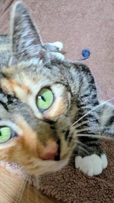 Ada Lovelace – Katze, Weibchen, 1 Jahr 1 Monat, 39576 Stendal – Foto 7