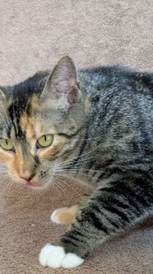 Ada Lovelace – Katze, Weibchen, 1 Jahr 1 Monat, 39576 Stendal – Foto 8