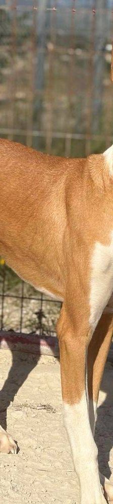 Jasper – Podenco, Männchen, 3 Jahre, 65520 Bad Camberg – Foto 14