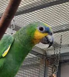 Pepe – Venezuelaamazone, Männchen, 3 Jahre, 13057 Berlin – Foto 3