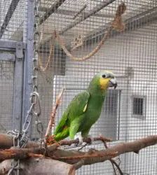 Pepe – Venezuelaamazone, Männchen, 3 Jahre, 13057 Berlin – Foto 10