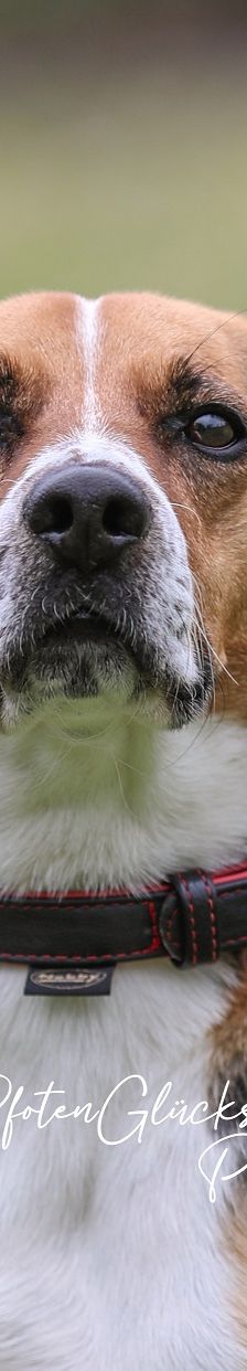 Timo – Beagle-JRT-Mix, Männchen, 6 Jahre 8 Monate, 50969 Köln-Zollstock – Foto 1