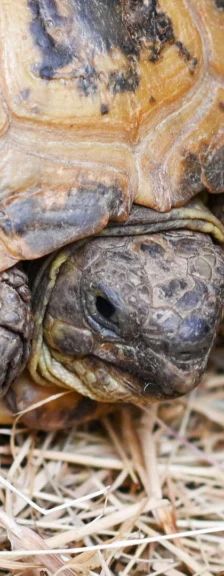 Nero – Maurische Landschildkröte, Männchen, 26 Jahre, 13057 Berlin – Foto 1