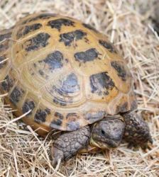 Nero – Maurische Landschildkröte, Männchen, 26 Jahre, 13057 Berlin – Foto 2