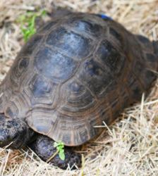 Nero – Maurische Landschildkröte, Männchen, 26 Jahre, 13057 Berlin – Foto 3