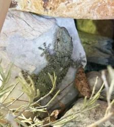 Brösel, Björn und Carlos – Mauergecko, Unbekannt, 1 Jahr 10 Monate, 13057 Berlin – Foto 2