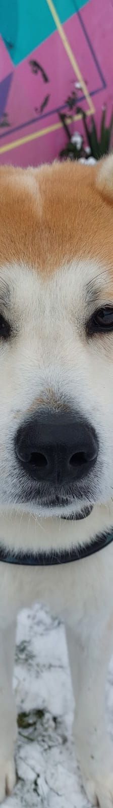 Hachiko – Akita Inu, Männchen, 1 Jahr, 50969 Köln-Zollstock – Foto 1