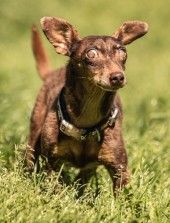Benny – Dackel-Terrier-Mix, Männchen, 11 Jahre 3 Monate, 70195 Stuttgart-Botnang – Foto 1