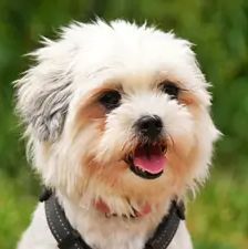 Barbie – Shitzu-Mischling, Weibchen, 11 Monate, 90537 Feucht – Foto 1