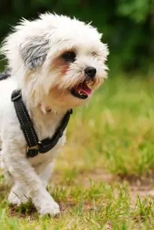 Barbie – Shitzu-Mischling, Weibchen, 11 Monate, 90537 Feucht – Foto 3