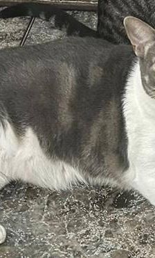 Mari – Europäisch Kurzhaar, Weibchen, 2 Jahre, 65520 Bad Camberg – Foto 4