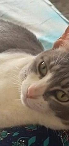 Mari – Europäisch Kurzhaar, Weibchen, 2 Jahre, 65520 Bad Camberg – Foto 5