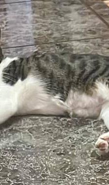 Mari – Europäisch Kurzhaar, Weibchen, 2 Jahre, 65520 Bad Camberg – Foto 10