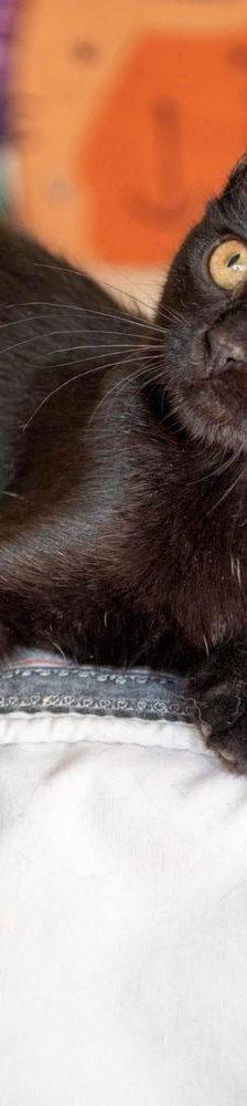 Biela & Bujia – Europäisch Kurzhaar, Weibchen, 7 Monate, 65520 Bad Camberg – Foto 45