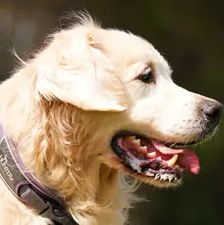 Bailey – Golden Retriever, Männchen, 8 Jahre, 90537 Feucht – Foto 1