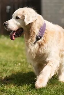 Bailey – Golden Retriever, Männchen, 8 Jahre, 90537 Feucht – Foto 2