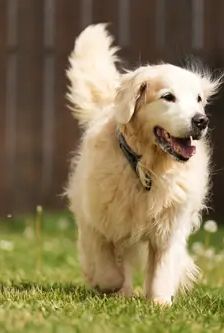Bailey – Golden Retriever, Männchen, 8 Jahre, 90537 Feucht – Foto 3