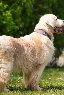 Bailey – Golden Retriever, Männchen, 8 Jahre, 90537 Feucht – Foto 4