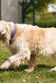 Bailey – Golden Retriever, Männchen, 8 Jahre, 90537 Feucht – Foto 5