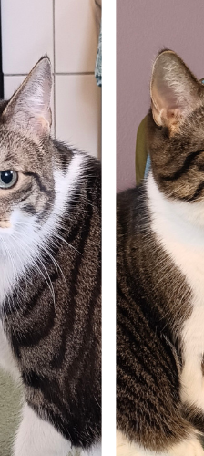 Bubba – Hauskatze, Männchen, 3 Jahre, 28357 Bremen – Foto 1