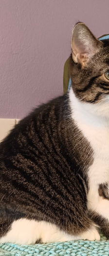 Bubba – Hauskatze, Männchen, 3 Jahre, 28357 Bremen – Foto 3