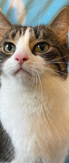 Bubba – Hauskatze, Männchen, 3 Jahre, 28357 Bremen – Foto 5