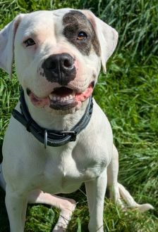 Mia – Dogo Argentino / American Bulldog Mix, Weibchen, 1 Jahr 6 Monate, 97074 Würzburg – Foto 1