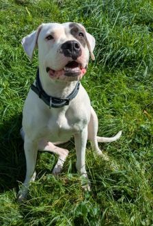 Mia – Dogo Argentino / American Bulldog Mix, Weibchen, 1 Jahr 6 Monate, 97074 Würzburg – Foto 4