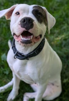 Mia – Dogo Argentino / American Bulldog Mix, Weibchen, 1 Jahr 6 Monate, 97074 Würzburg – Foto 5