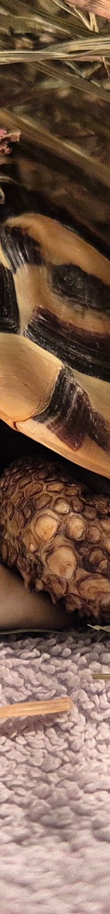 Ying// *Reserviert* – Vierzehen- Landschildkröte, Unbekannt, Alter unbekannt, 50969 Köln-Zollstock – Foto 2