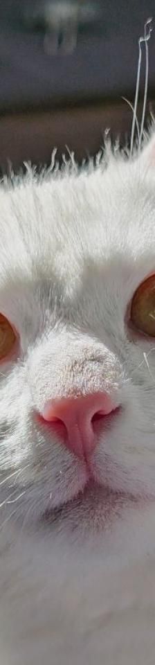 Milcho und Amber – Europäisch Kurzhaar, Männchen, Alter unbekannt, 45141 Essen – Foto 1