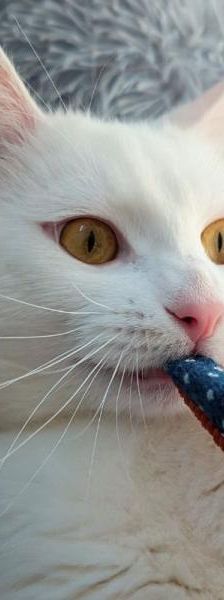 Milcho und Amber – Europäisch Kurzhaar, Männchen, Alter unbekannt, 45141 Essen – Foto 5