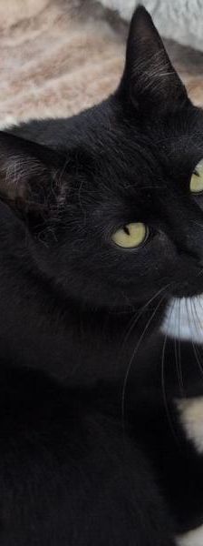 Milcho und Amber – Europäisch Kurzhaar, Männchen, Alter unbekannt, 45141 Essen – Foto 6