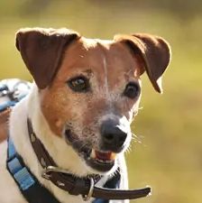 Jette – Jack Russell, Weibchen, 4 Jahre, 90537 Feucht – Foto 1