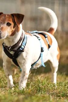 Jette – Jack Russell, Weibchen, 4 Jahre, 90537 Feucht – Foto 2
