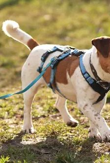 Jette – Jack Russell, Weibchen, 4 Jahre, 90537 Feucht – Foto 3