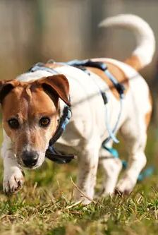 Jette – Jack Russell, Weibchen, 4 Jahre, 90537 Feucht – Foto 4
