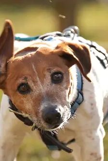 Jette – Jack Russell, Weibchen, 4 Jahre, 90537 Feucht – Foto 5