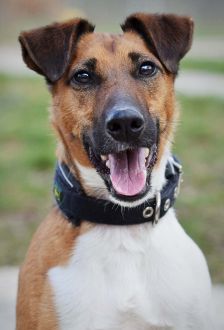 Rudi – Foxterrier, Männchen, 6 Jahre 6 Monate, 97074 Würzburg – Foto 1