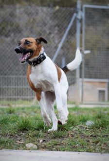 Rudi – Foxterrier, Männchen, 6 Jahre 6 Monate, 97074 Würzburg – Foto 8