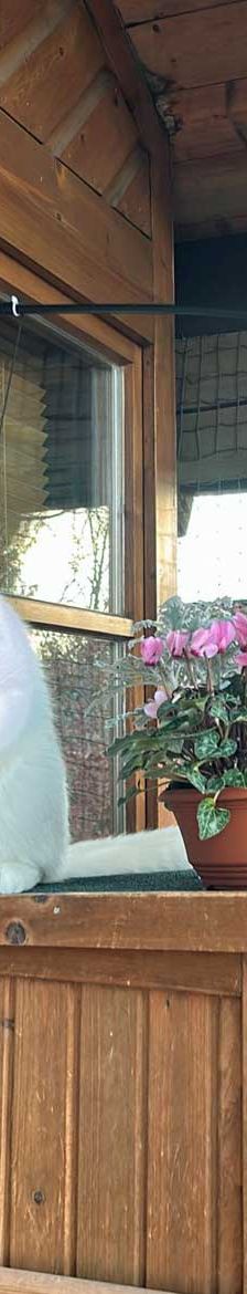 Vincent – EKH, Männchen, 1 Jahr, 82031 Grünwald – Foto 3