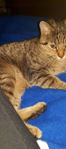 Kayda – Europäisch Kurzhaar, Weibchen, 4 Jahre, 65520 Bad Camberg – Foto 1