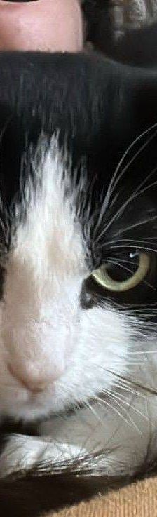 Kayda – Europäisch Kurzhaar, Weibchen, 4 Jahre, 65520 Bad Camberg – Foto 10