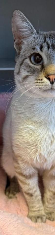 Benji – Mix-Siam, Männchen, 2 Jahre 2 Monate, 45141 Essen – Foto 1
