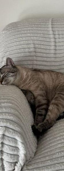 Benji – Mix-Siam, Männchen, 2 Jahre 2 Monate, 45141 Essen – Foto 2