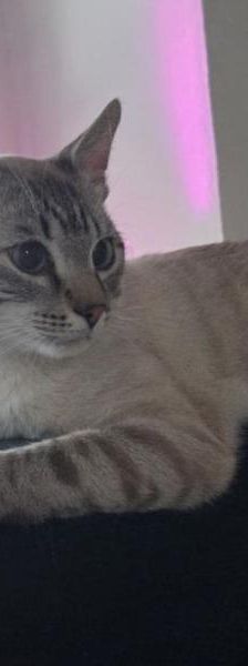 Benji – Mix-Siam, Männchen, 2 Jahre 2 Monate, 45141 Essen – Foto 3