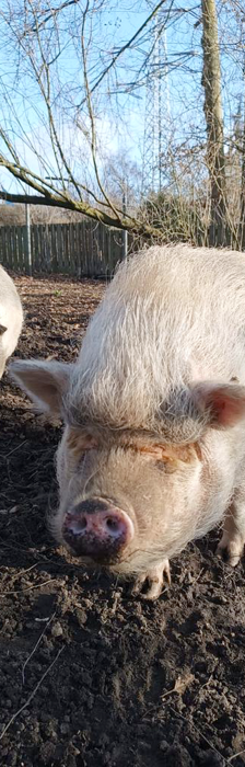 Fatma – Göttinger Minischwein, Weibchen, Alter unbekannt, 28357 Bremen – Foto 4